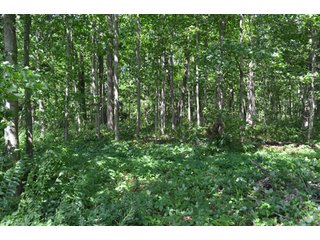Property photo 17 - Country Home Real Estate Auction on 2 Secluded Acres